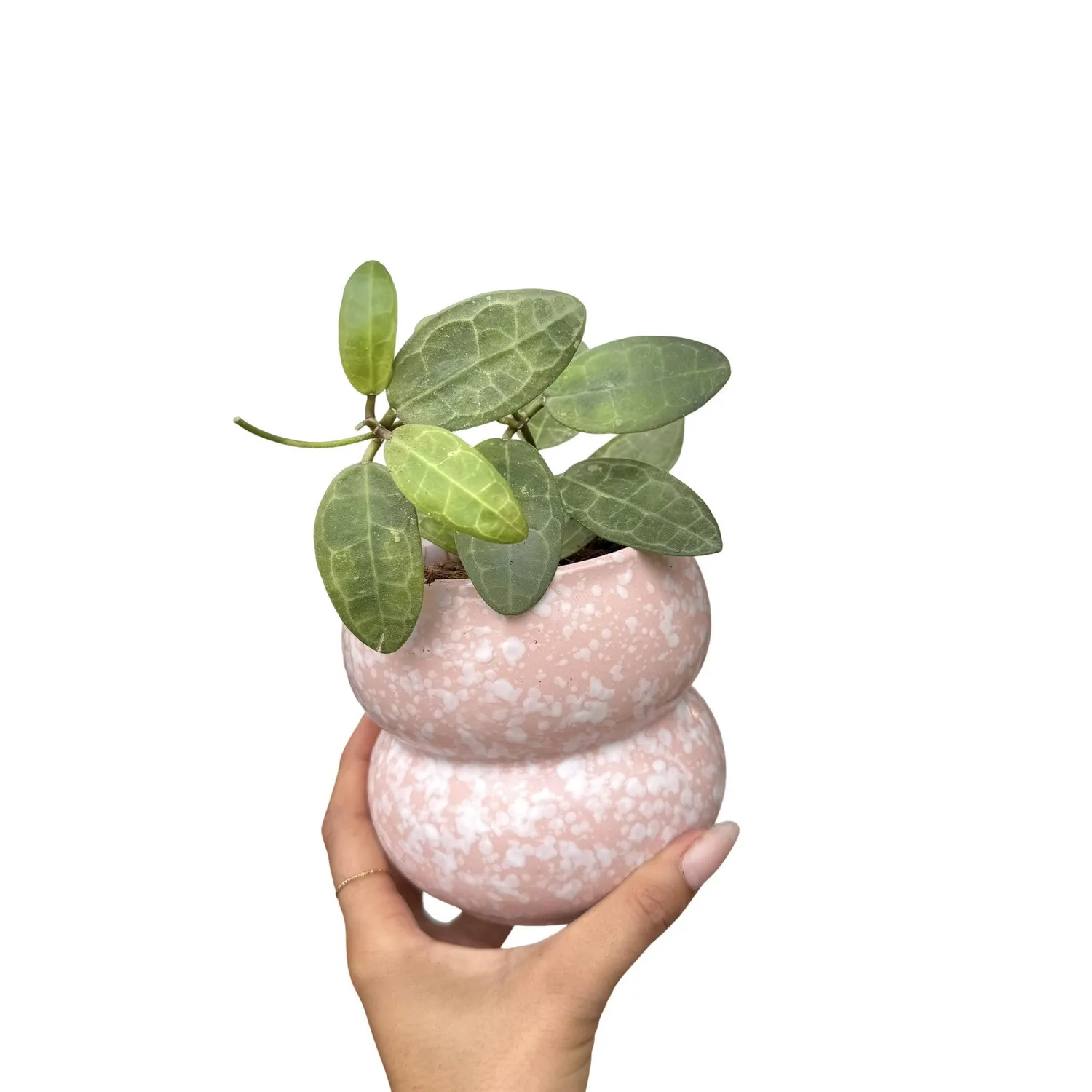Plant and Stories Elliptica hoya grimpante pot 9 cm