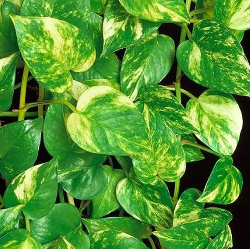 Réconciliation Végétale Sarah scindapsus pothos XXL plante verte marbrée