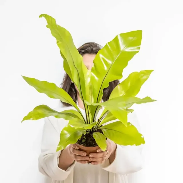 Réconciliation Végétale Manon fougère nid oiseau asplenium