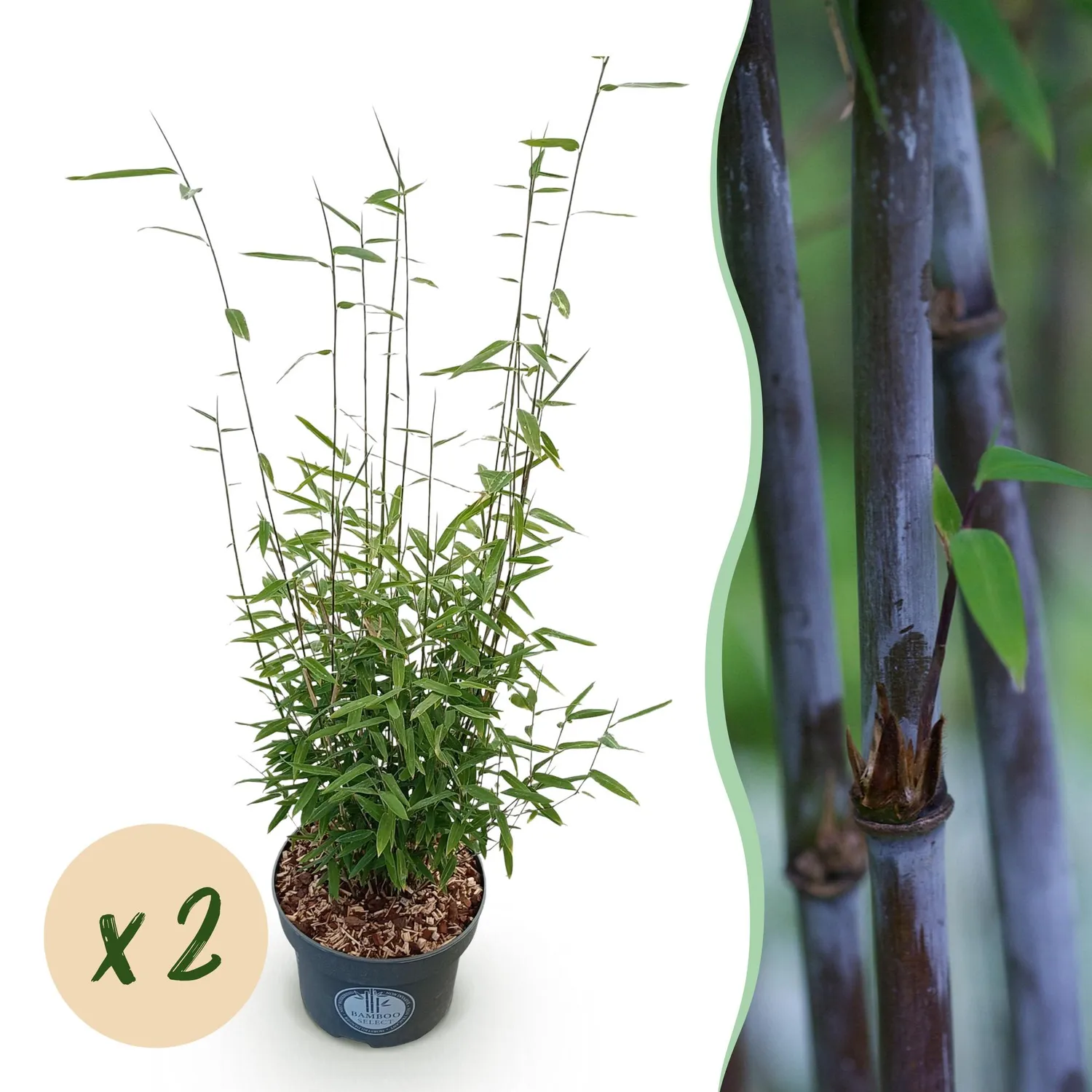 Plant and Stories Fargesia Black Dragon bambou pot 23 cm 80 cm