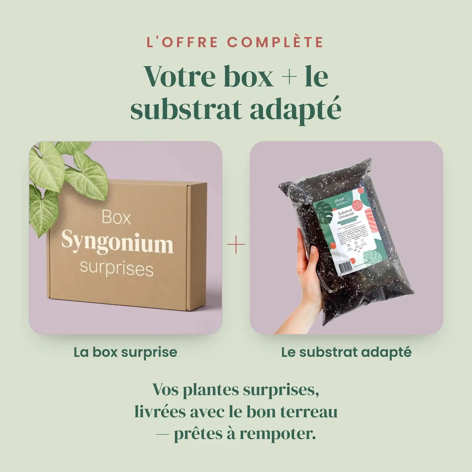 PLANT AND STORIES Syngonium Mystère plante intérieur 3 plantes