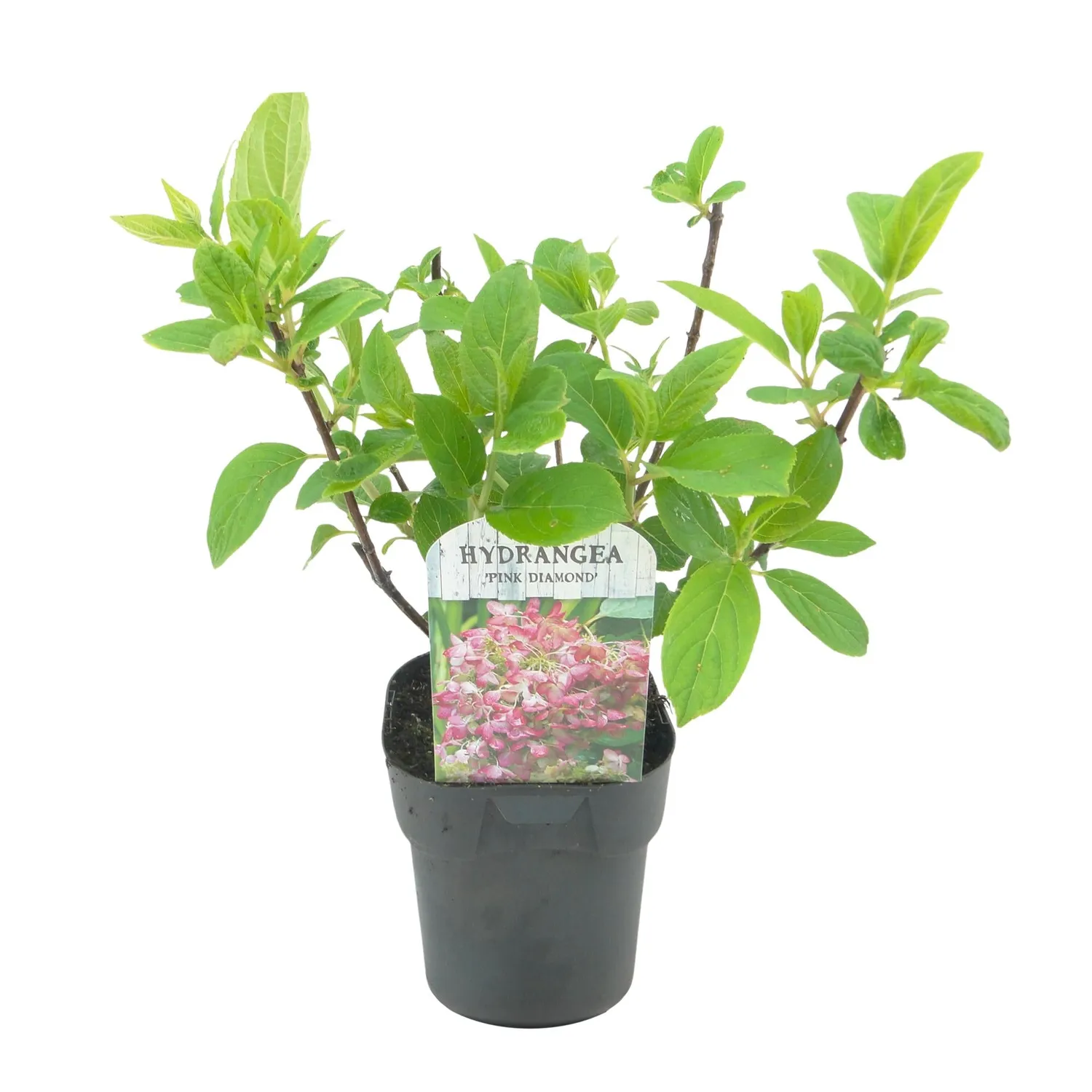 Plant and Stories Hortensia Pink Diamond arbuste 50cm
