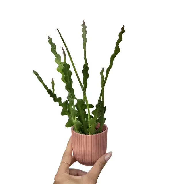 PLANT AND STORIES Epiphyllum Anguliger cactus pot 9 cm retombant