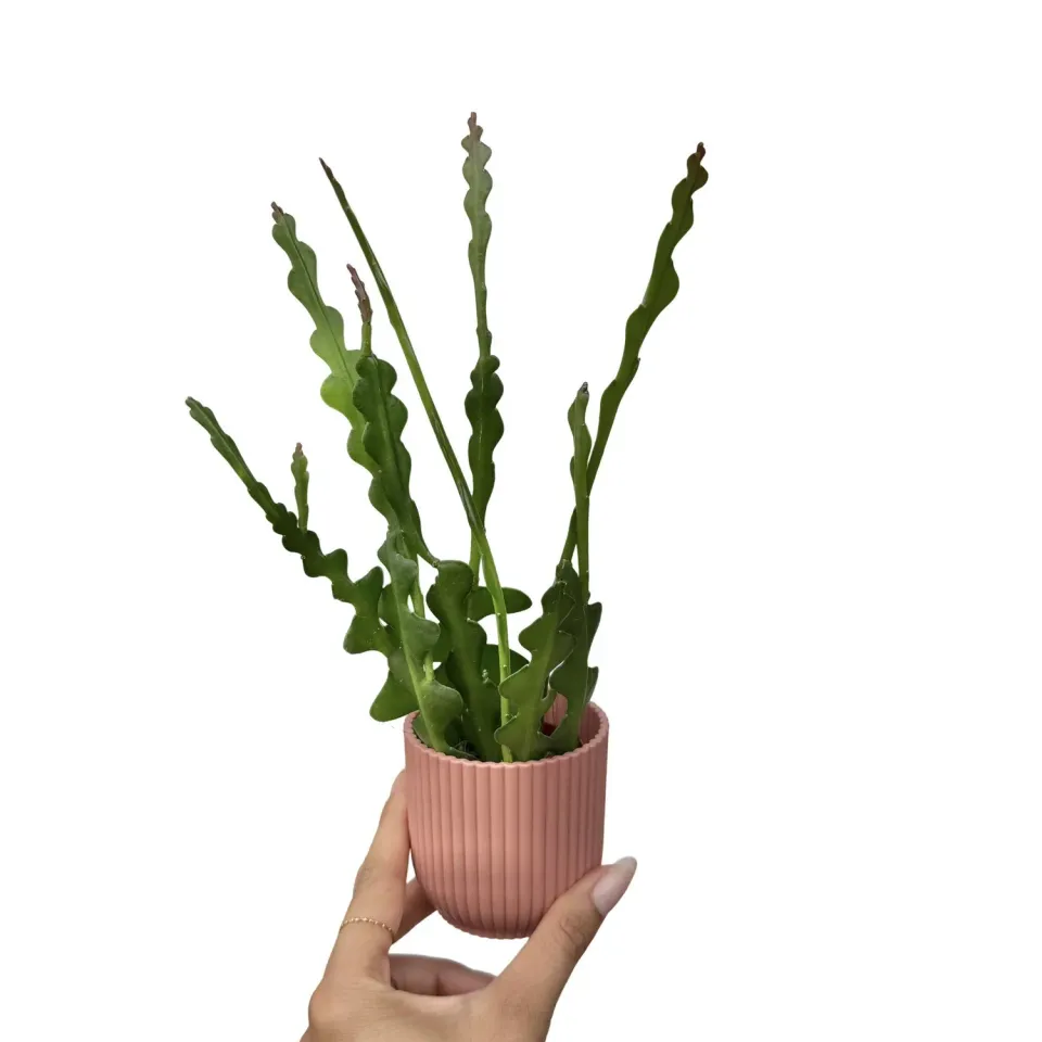 PLANT AND STORIES Epiphyllum Anguliger cactus pot 9 cm retombant