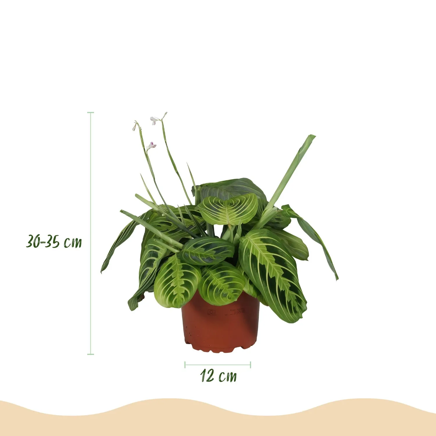 Plant and Stories Maranta Fascinator Lemon Lime plante pot 12 cm pet-friendly