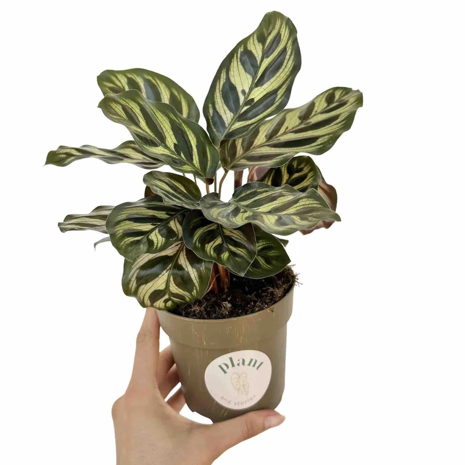 Plant and Stories Makoyana calathea pot 6 cm paon