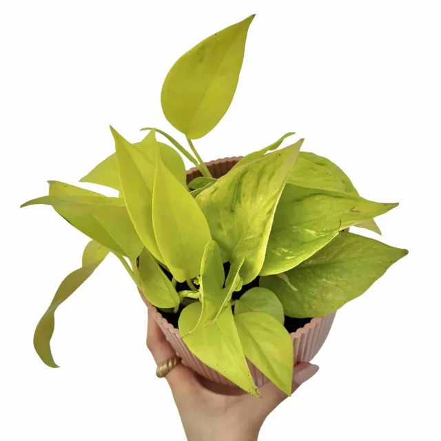 Plant and Stories Epipremnum Champs Elysées pothos pot 12cm grande feuille