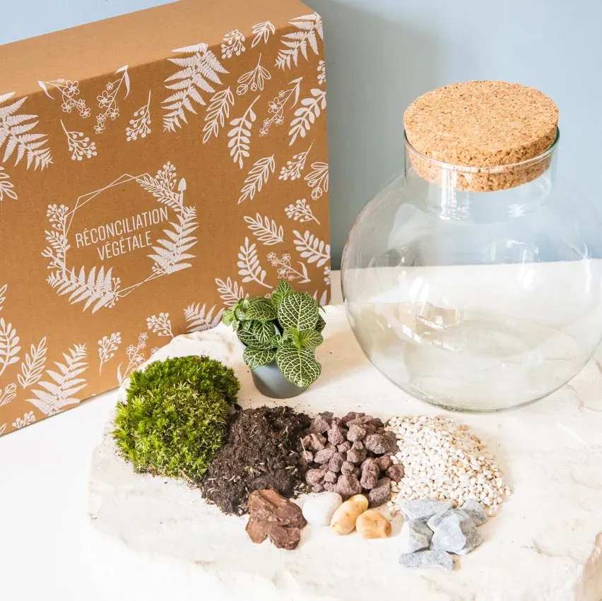 Réconciliation Végétale Kit Terrarium Humide Fittonia kit DIY 1 plante