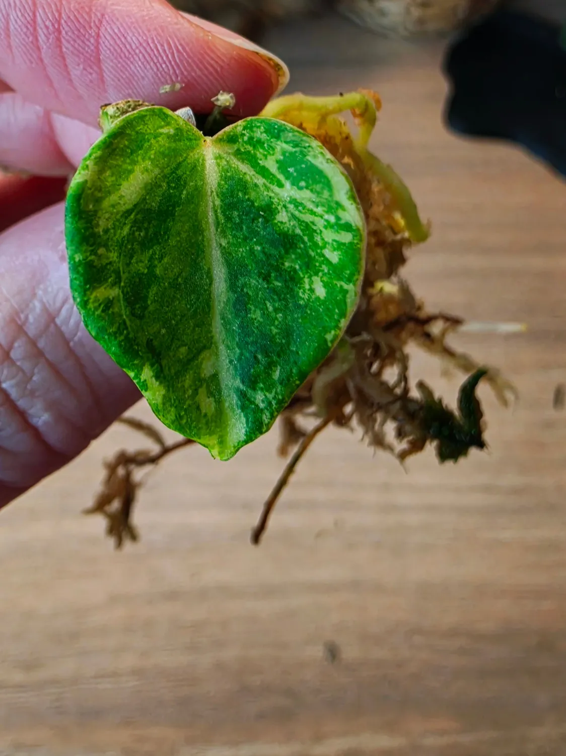 plant.ess Anthurium Quasar clone 1 feuille crème