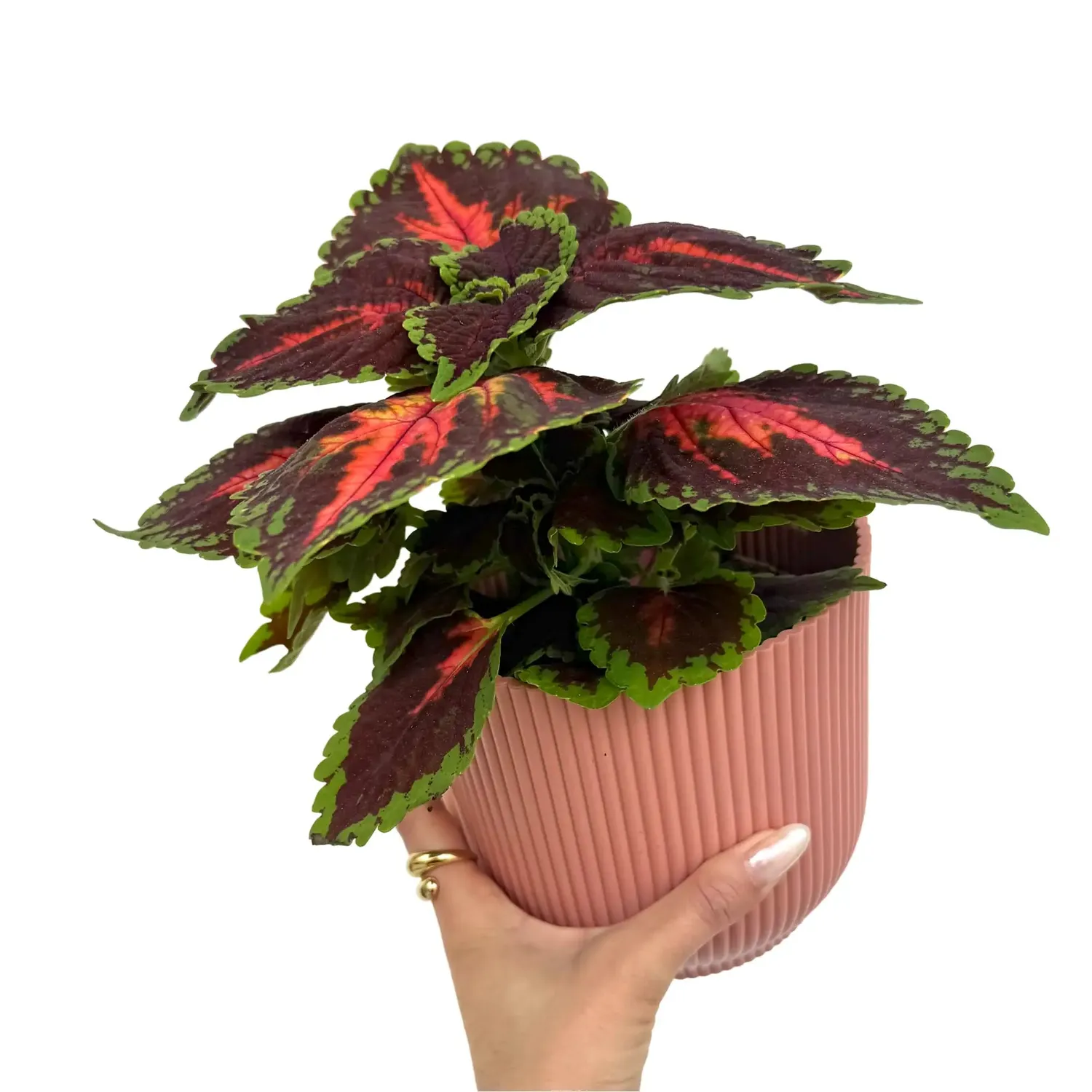 Plant and Stories Coleus Magnificent Mile plante d’intérieur pot 12 cm colorée