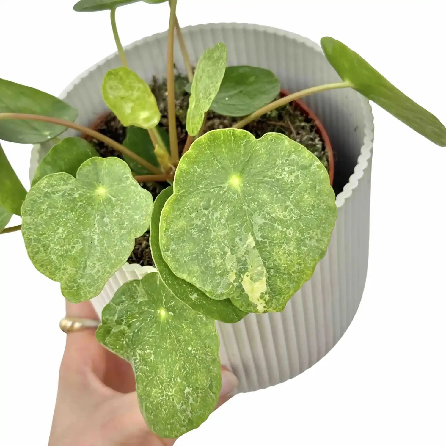 Plant and Stories Pilea Sugar plante d'intérieur pot 6 cm argentée