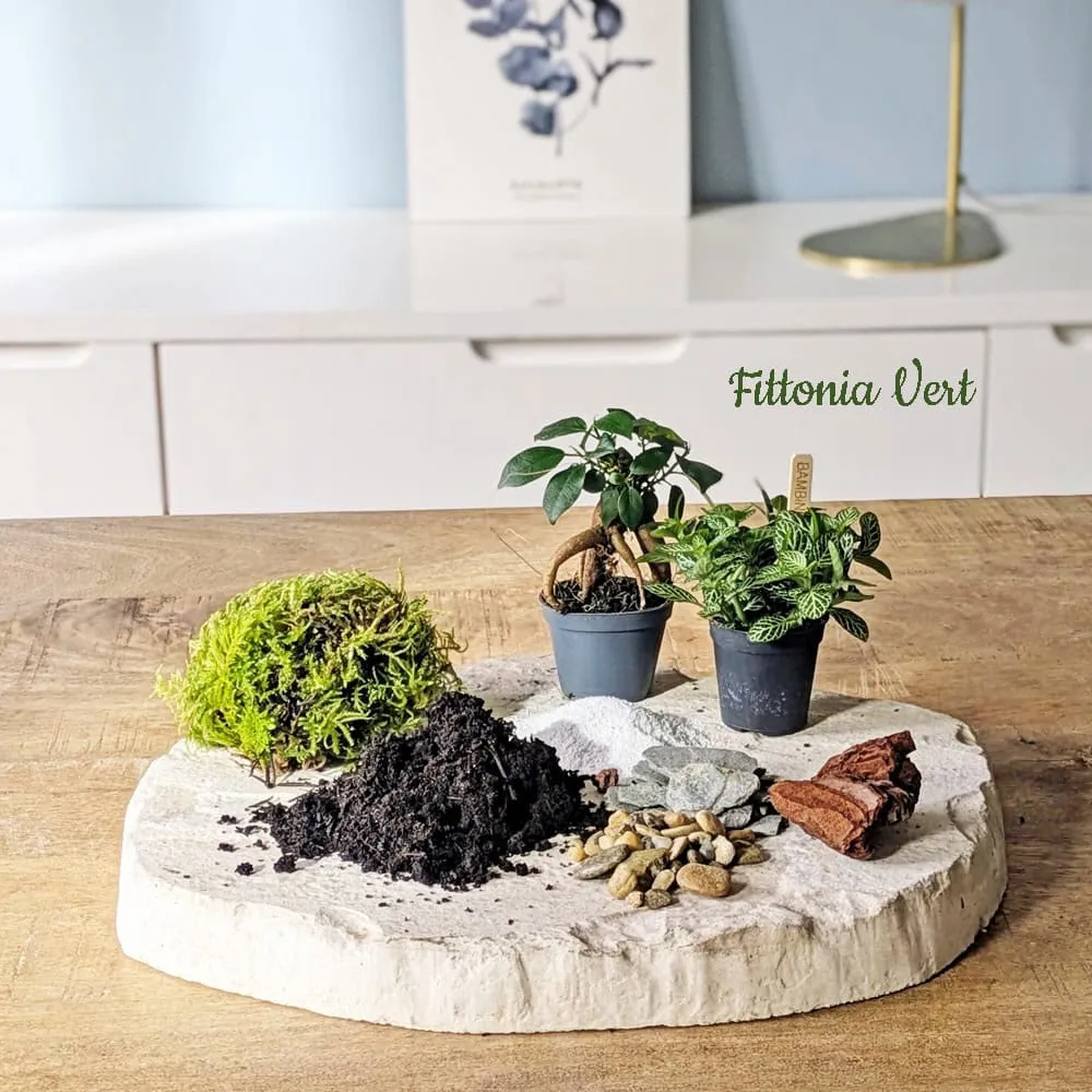Réconciliation Végétale recharge terrarium moyen 2 plantes ficus