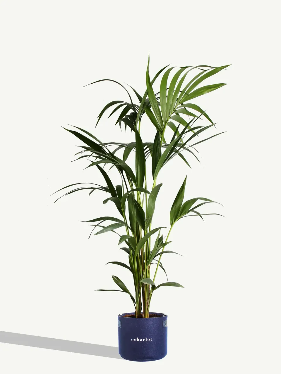 By Charlot La Stupéfiante grande plante d’intérieur taille L