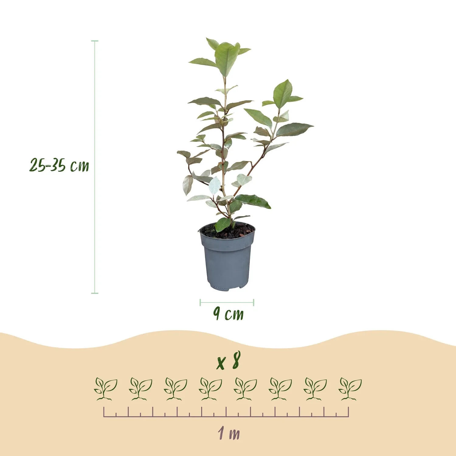 Plant and Stories Chalef Compacta Eleagnus haie persistante pot 9cm