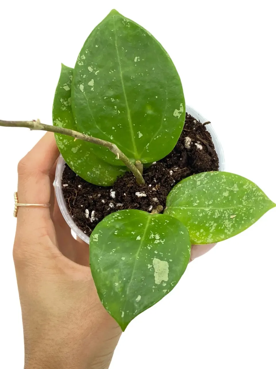 Plant and Stories Parasitica hoya pot 6 cm grimpante