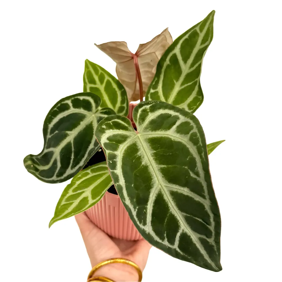 Plant and Stories Anthurium Snow Queen Plante Pot 12cm Blanc