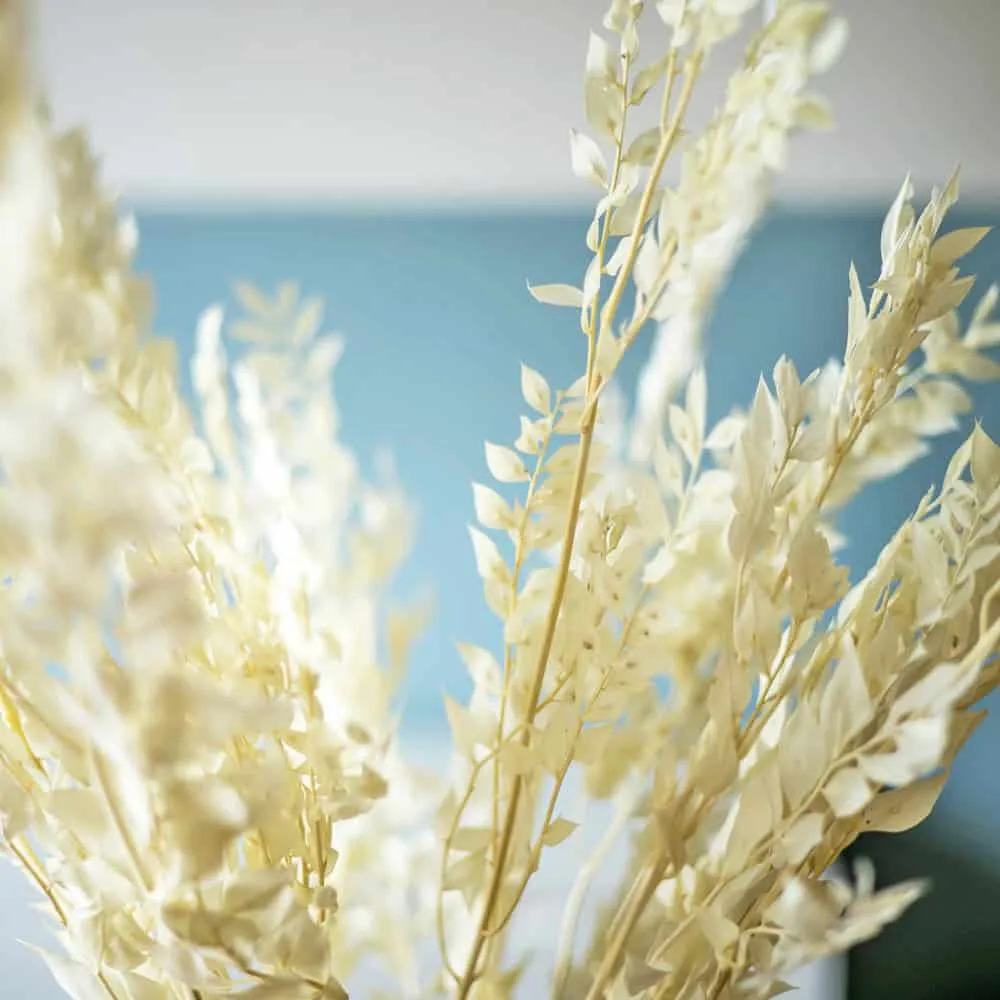 Réconciliation Végétale Ruscus botte fleurs séchées blanche