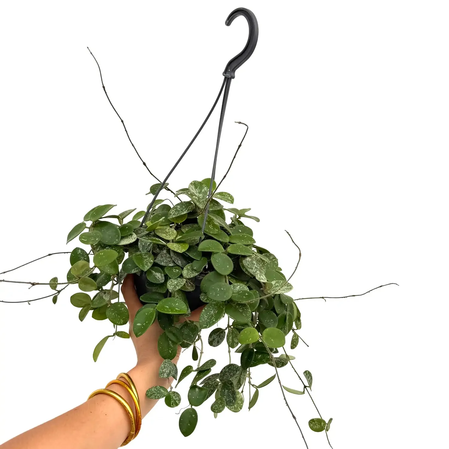 Plant and Stories Hoya Mathilde Splash plante pot 6 cm