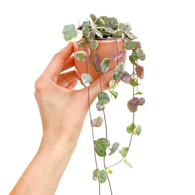 Plant and Stories Ceropegia Woodii Variegata plante pot 6cm retombante