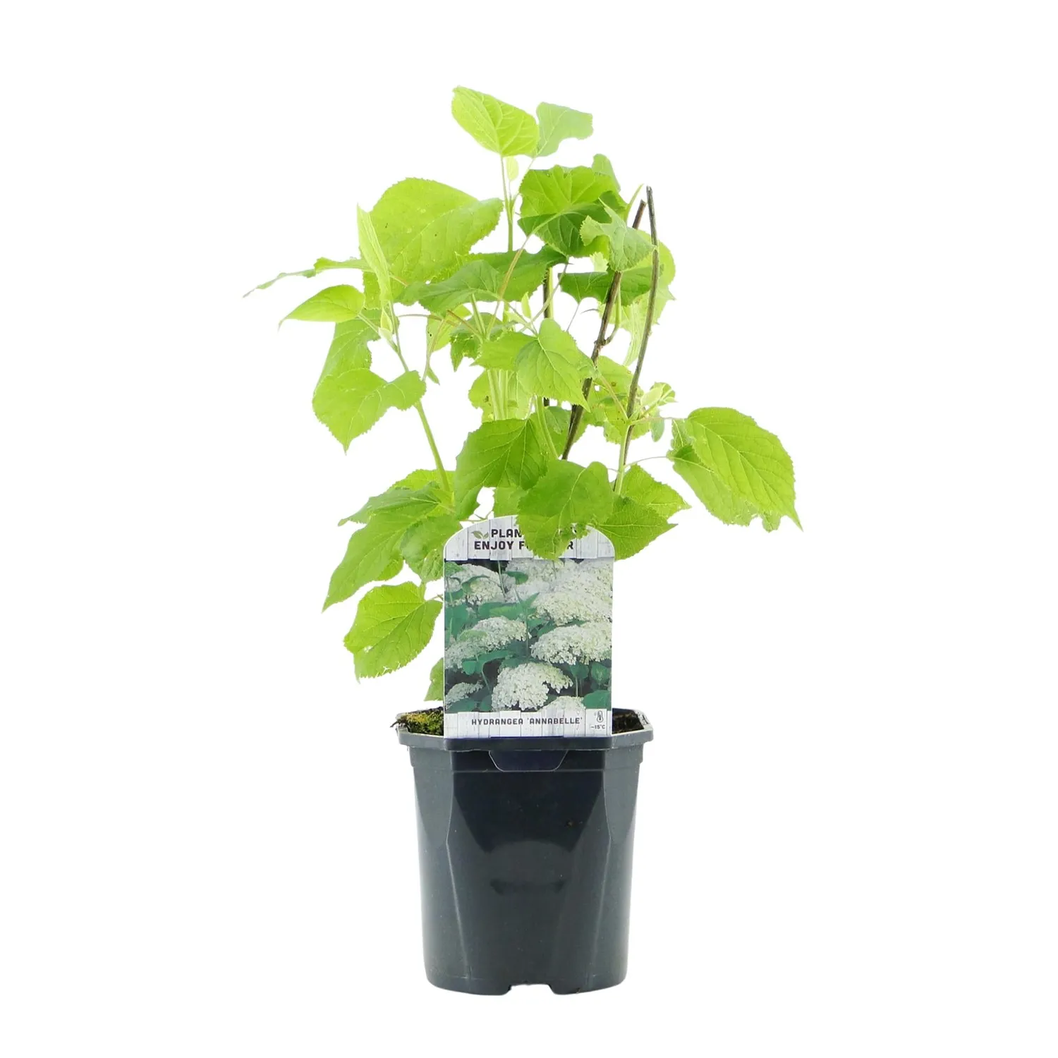 Plant and Stories Hortensia Annabelle arbuste pot 17 cm blanc