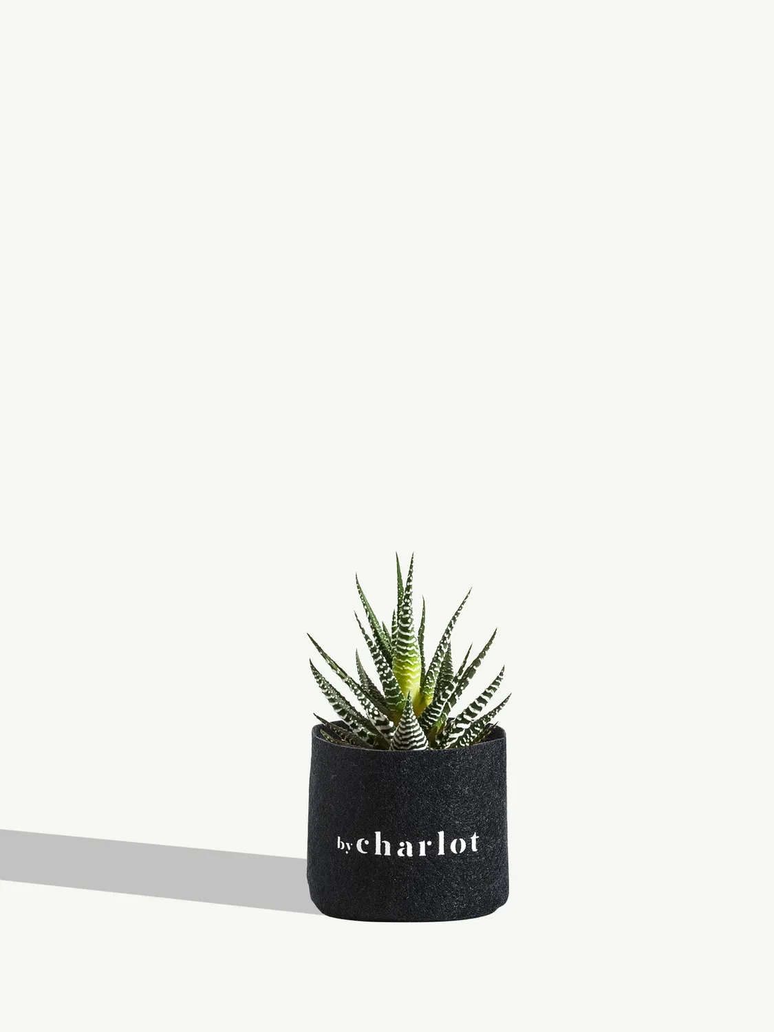 By Charlot La Coquette plante succulente Haworthia XS
