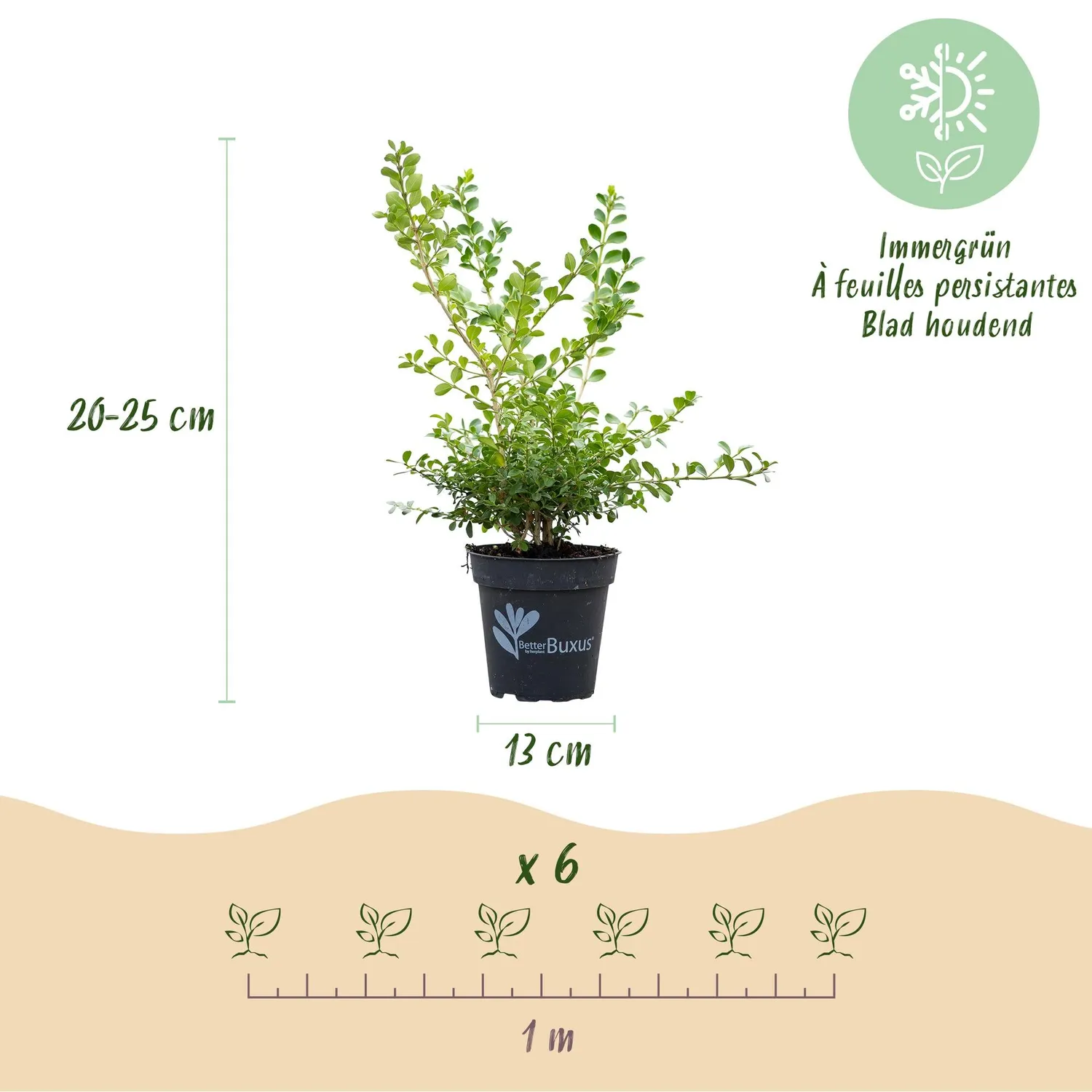 Plant and Stories Buis Babylon Beauty haie pot 13 cm lot 6 plants