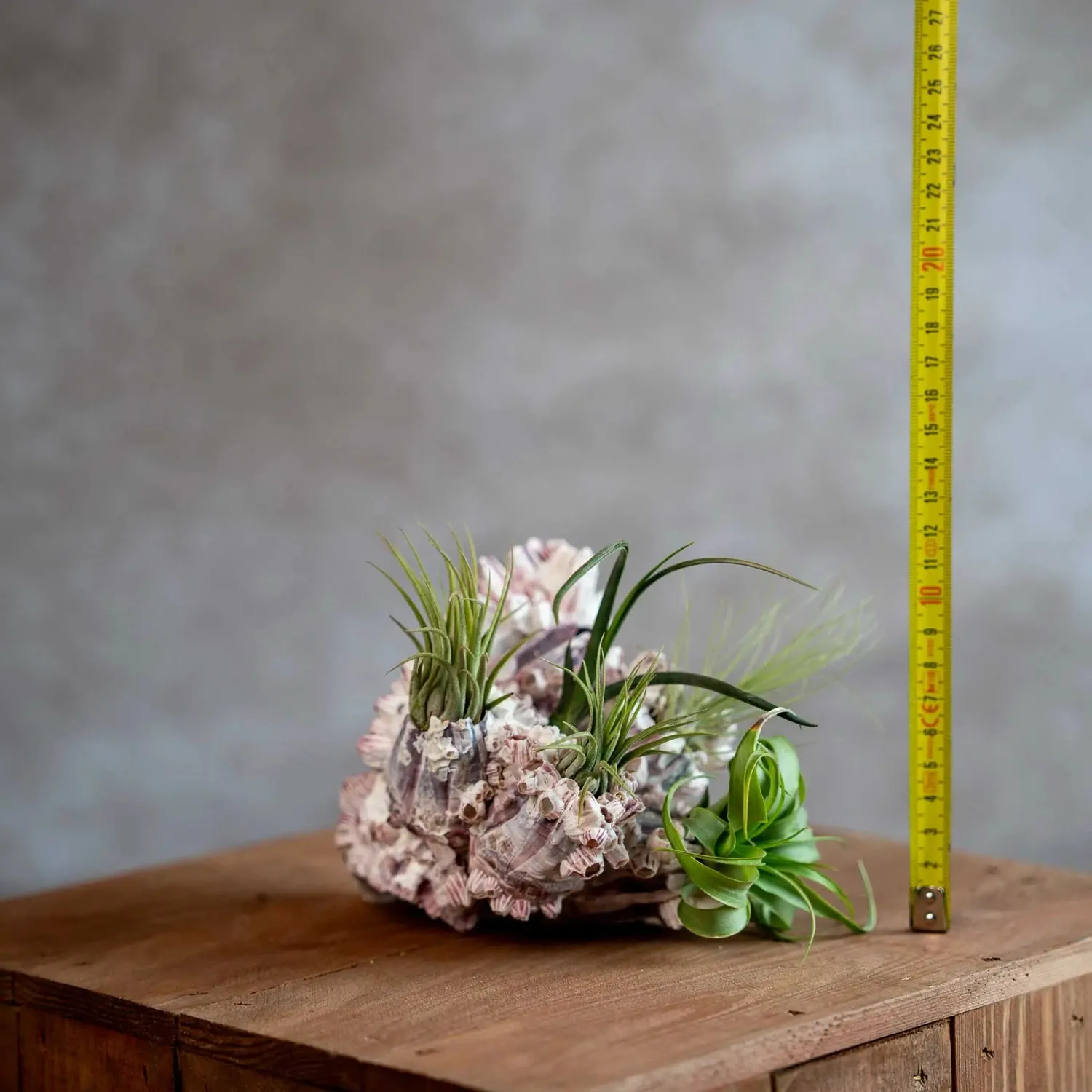 Airplantshop coquille bernache DIY 5 plantes aériennes