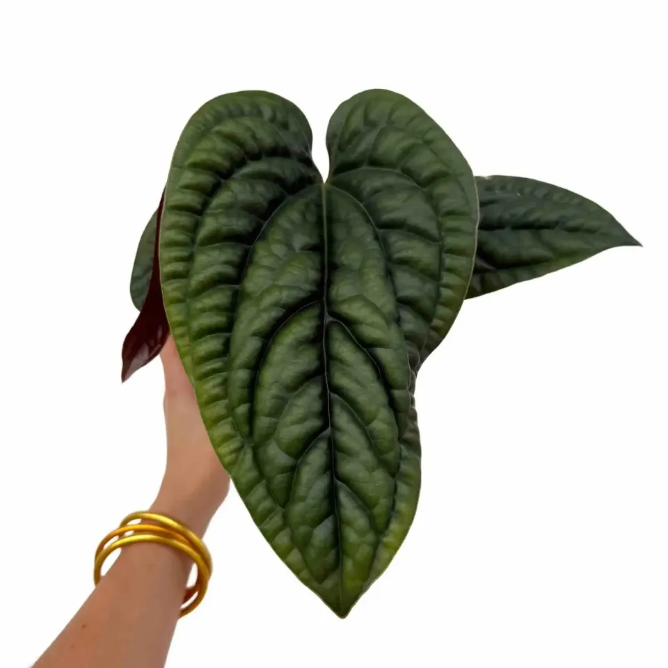 Plant and Stories Anthurium Radicans x Luxurians plante pot 6 cm