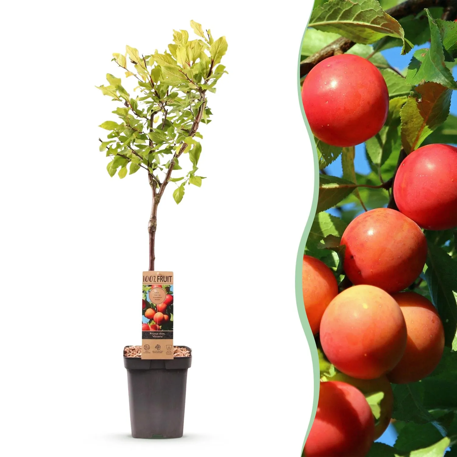 Plant and Stories Victoria prunier arbre fruitier pot 21 cm rustique