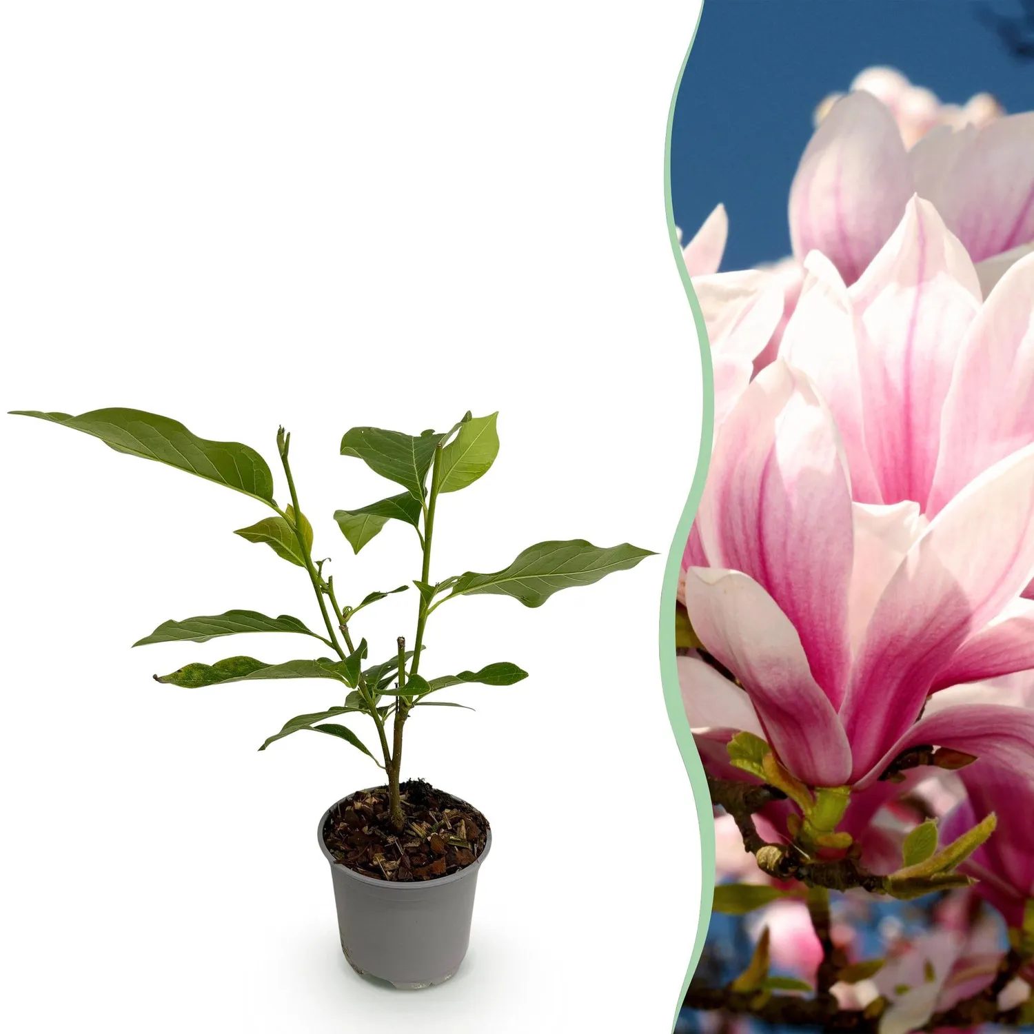 Plant and Stories Magnolia Grandiflora arbuste pot 12cm blanc