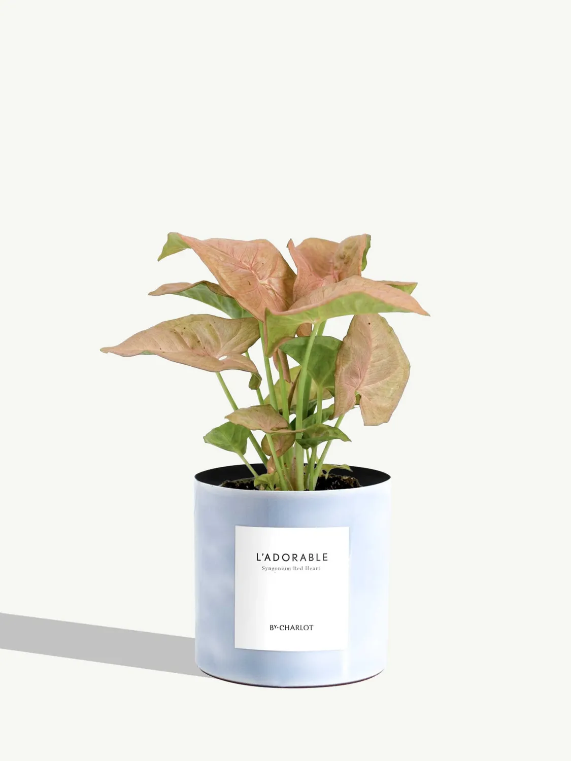 By Charlot L'Adorable syngonium plante pot 10 cm lumineuse