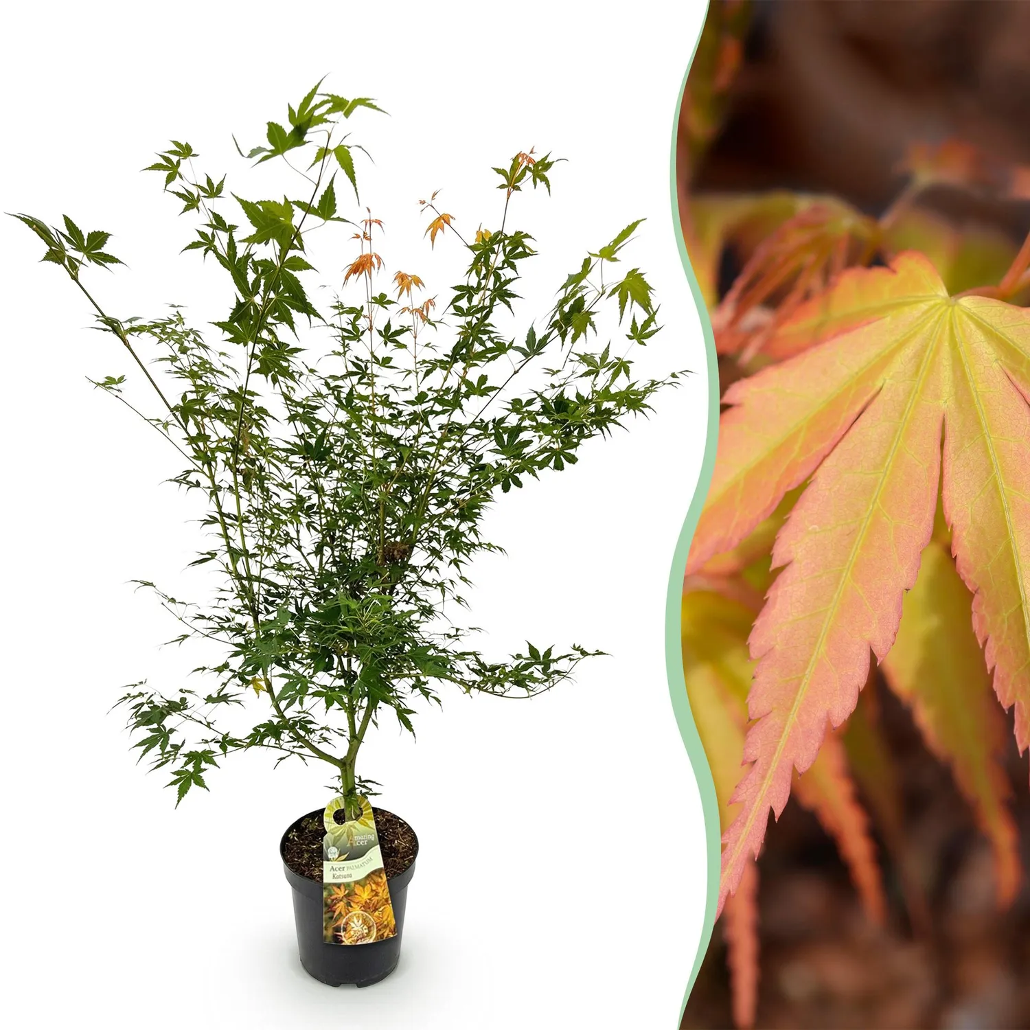 Plant and Stories Érable Katsura érable du Japon pot 26 cm changeant
