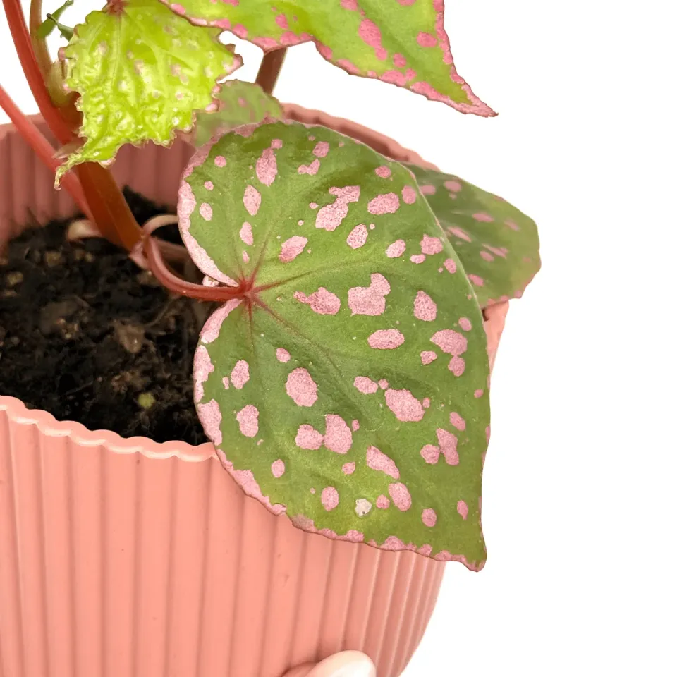 Plant and Stories Begonia Muara Wahau plante pot 8 cm velours