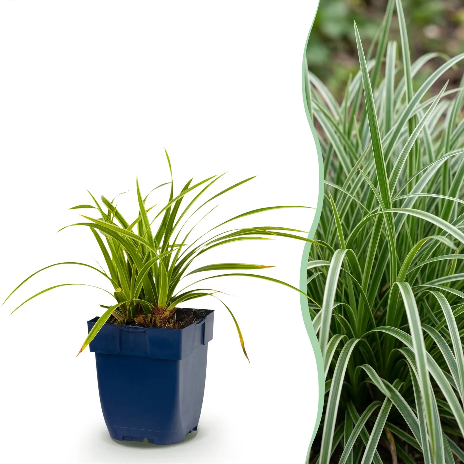Plant and Stories Carex Ice Dance pot 11 cm 1 plant