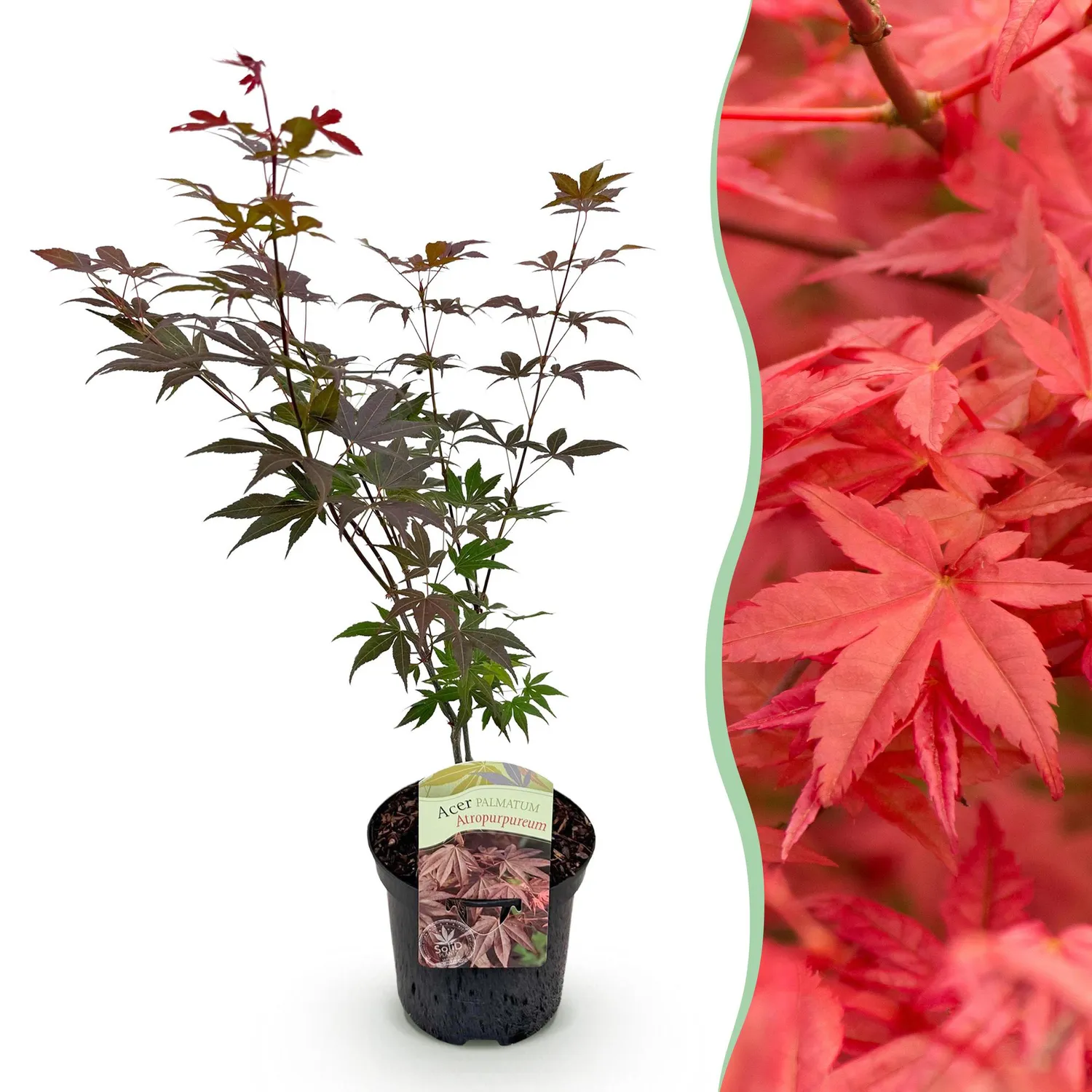 Plant and Stories Érable Japon Atropurpureum arbuste pot 19 cm pourpre