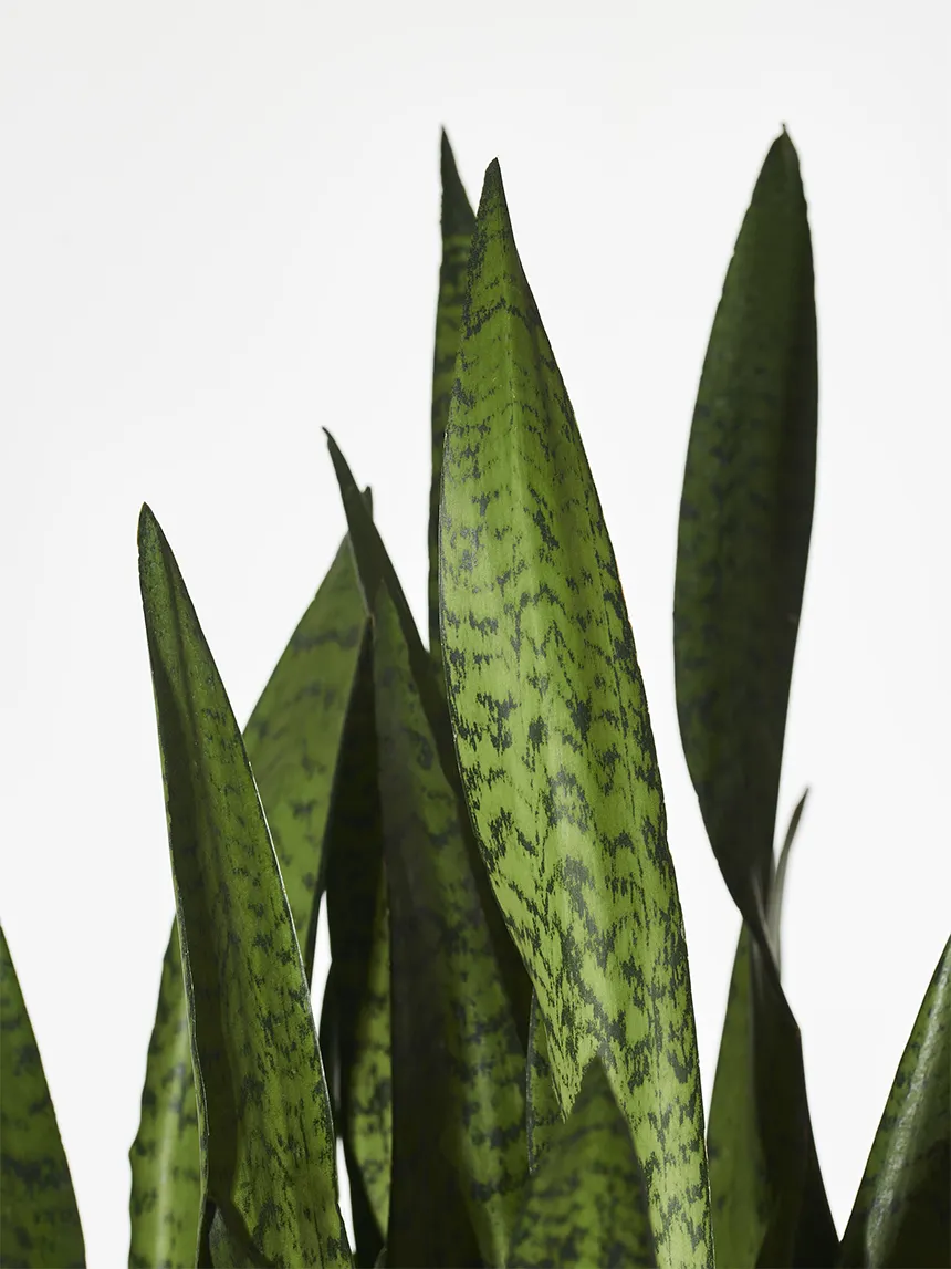 By Charlot Le Flambeur sansevieria 25 cm plante