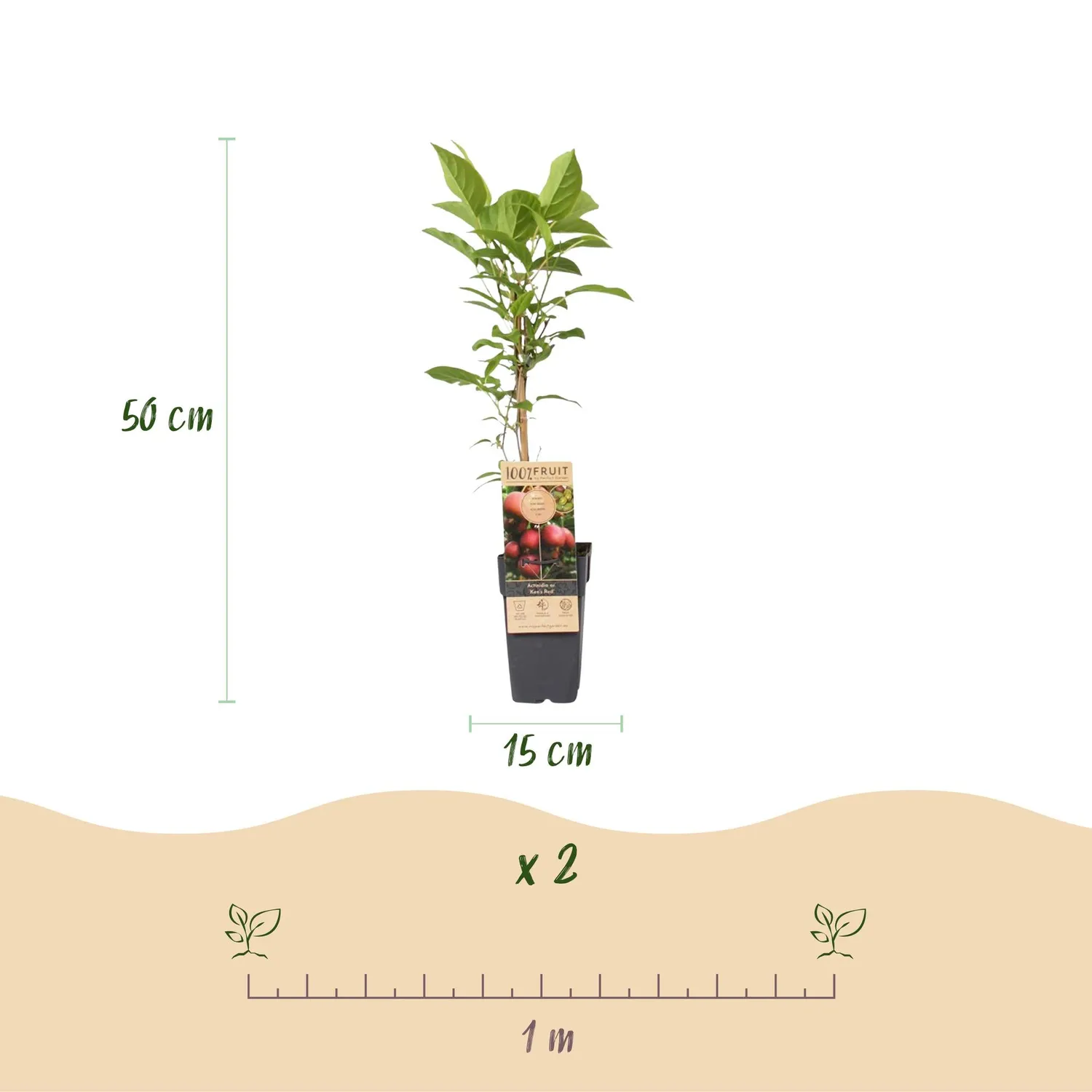 Plant and Stories Actinidia Kiwi duo fruitier pot 15 cm rustique