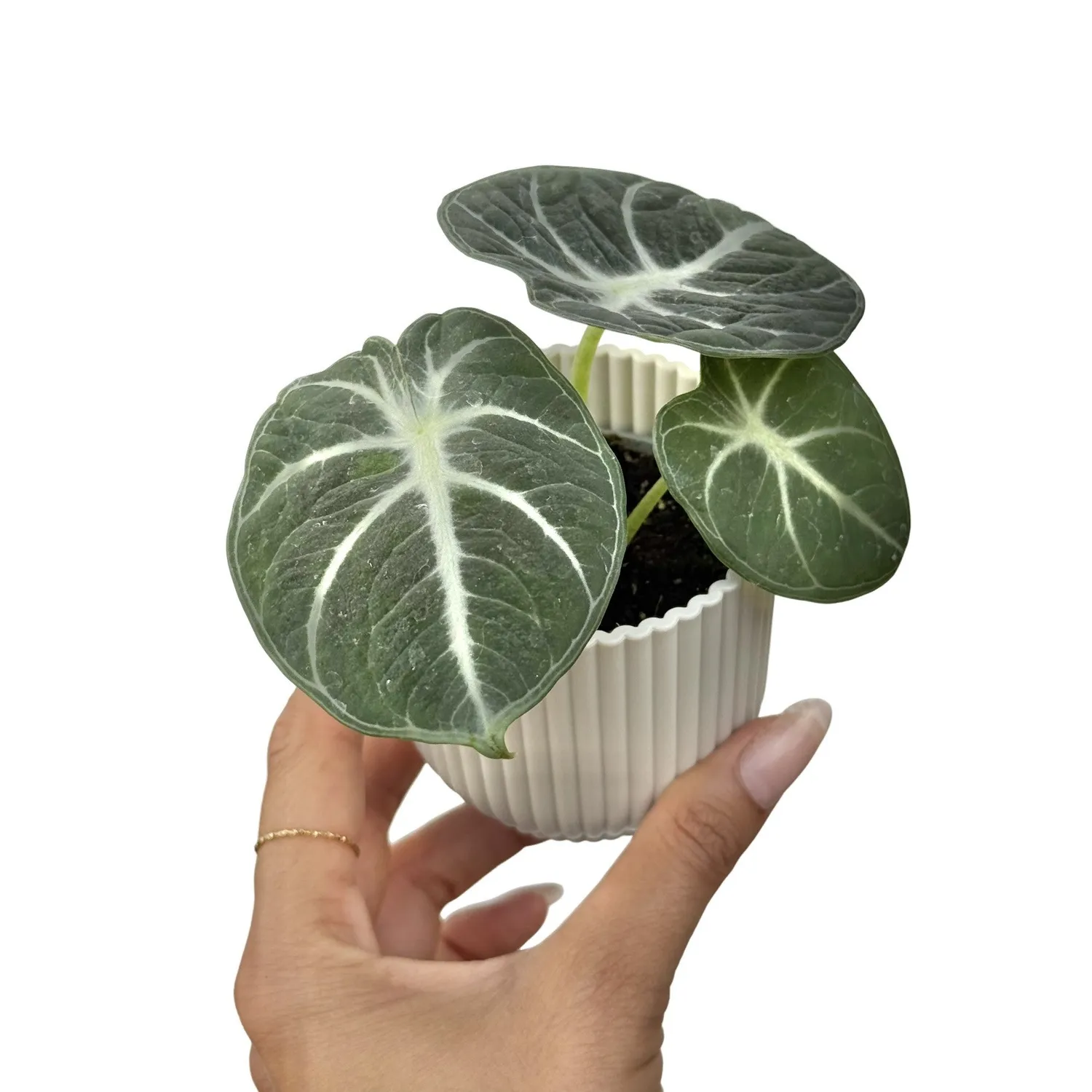Plant and Stories Alocasia Black Ninja plante pot 11cm noire