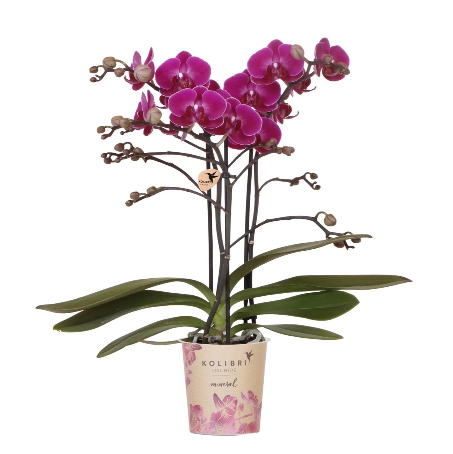 Plant and Stories Phalaenopsis Morelia orchidée violette pot 9 cm
