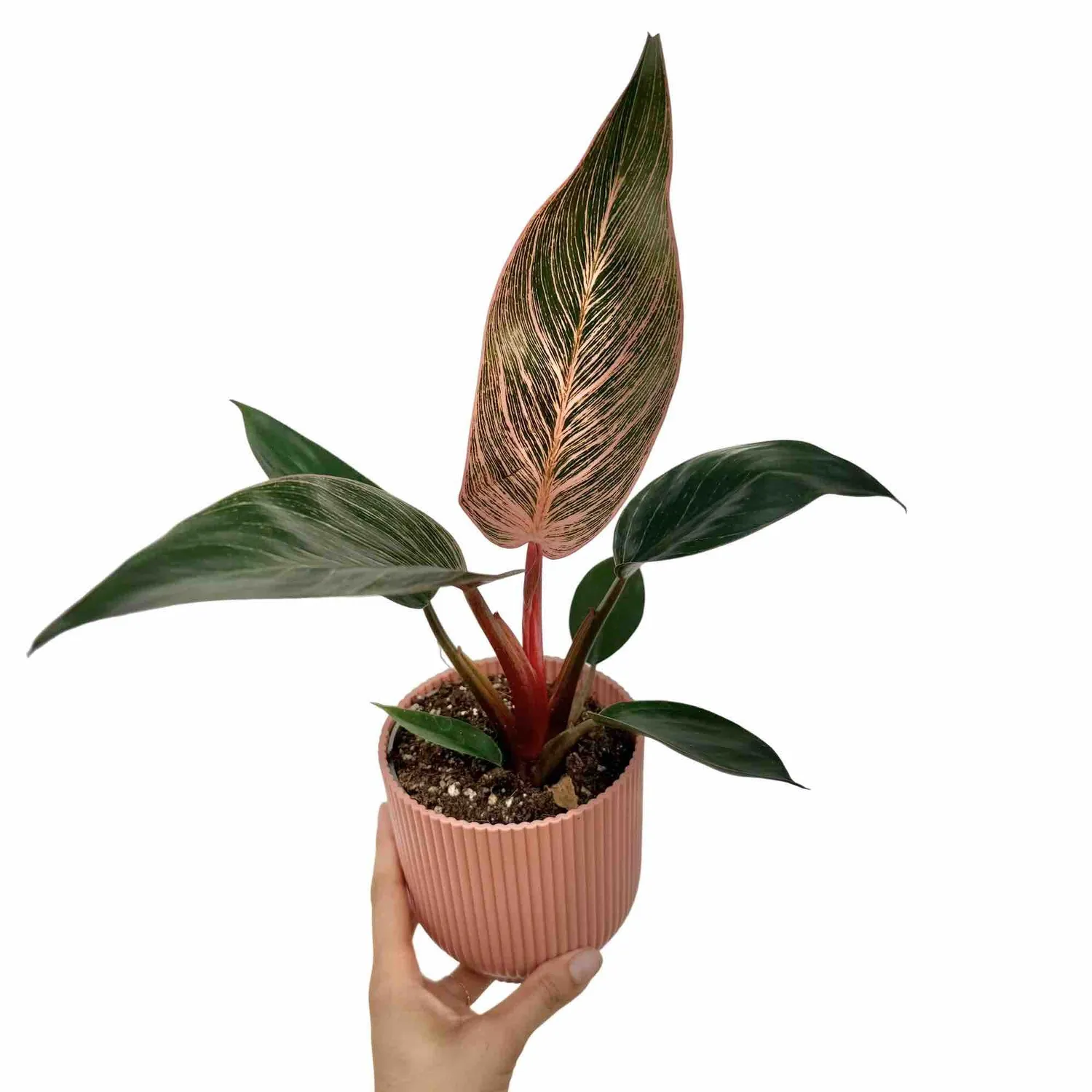 Plant and Stories Philodendron Pink Birkin plante pot 6 cm rayée