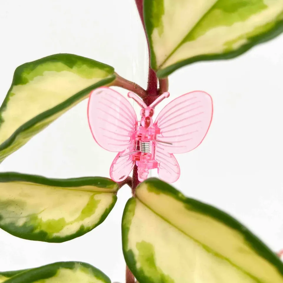 Plant and Stories pinces papillon plantes vert citron x10