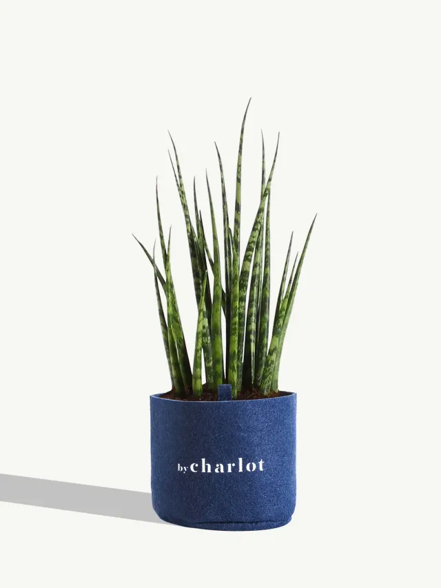 By Charlot Le Charmeur recharge plante succulente S sansevieria