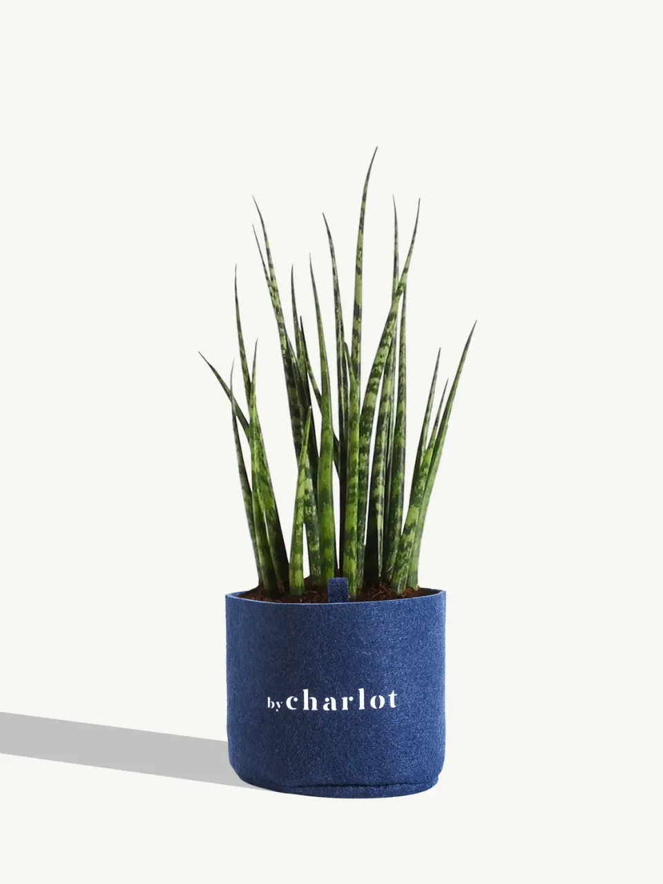 By Charlot Le Charmeur recharge plante succulente S sansevieria