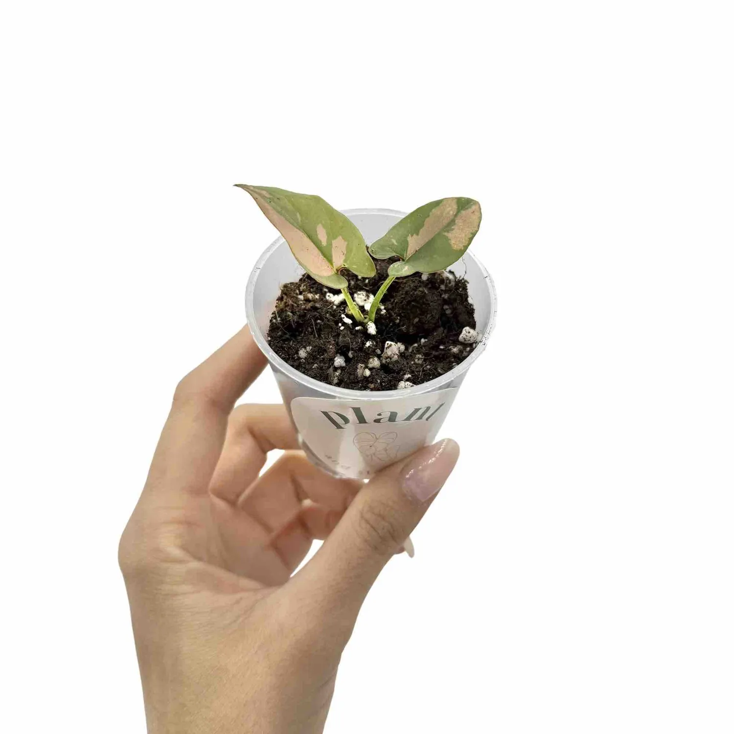 PLANT AND STORIES Syngonium Red Spot plante pot 6 cm rose