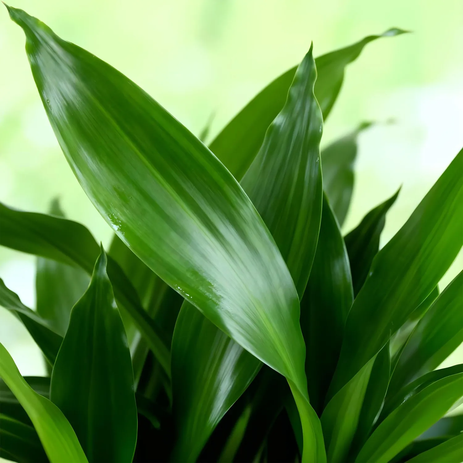 Plant and Stories Dracaena fragrans Steudneri plante verte pot 17 cm