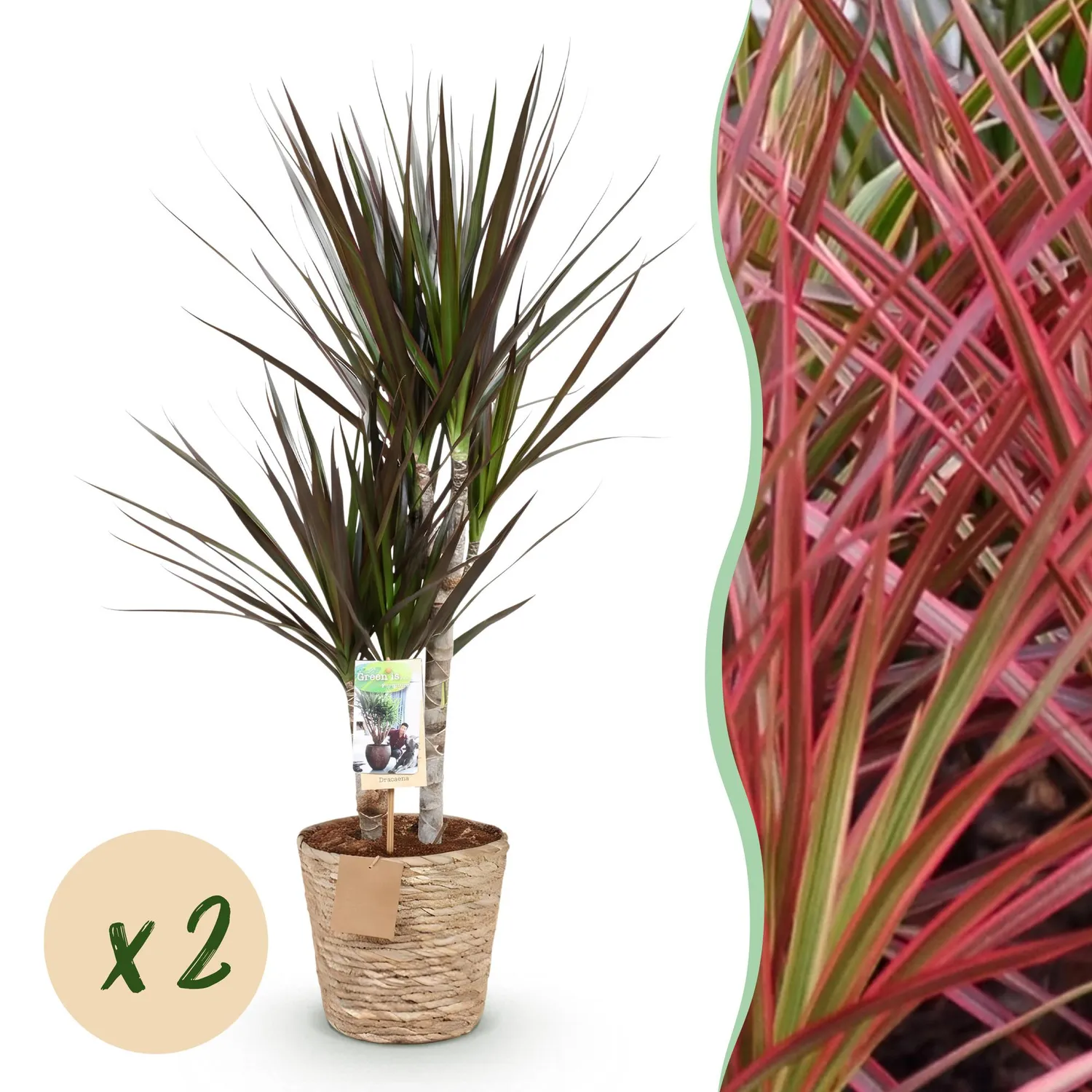 Plant and Stories Dracaena Magenta arbre dragon lot de 2 17 cm
