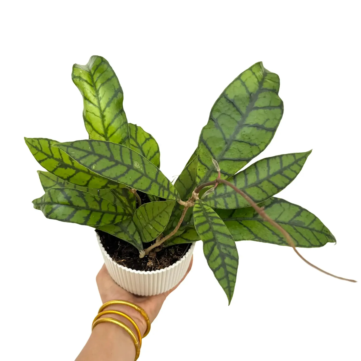 Plant and Stories Hoya Callistophylla plante pot 6 cm feuilles nervurées