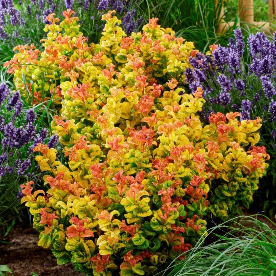 Plant and Stories Leucothoé Curly Gold arbuste 1 plant persistant