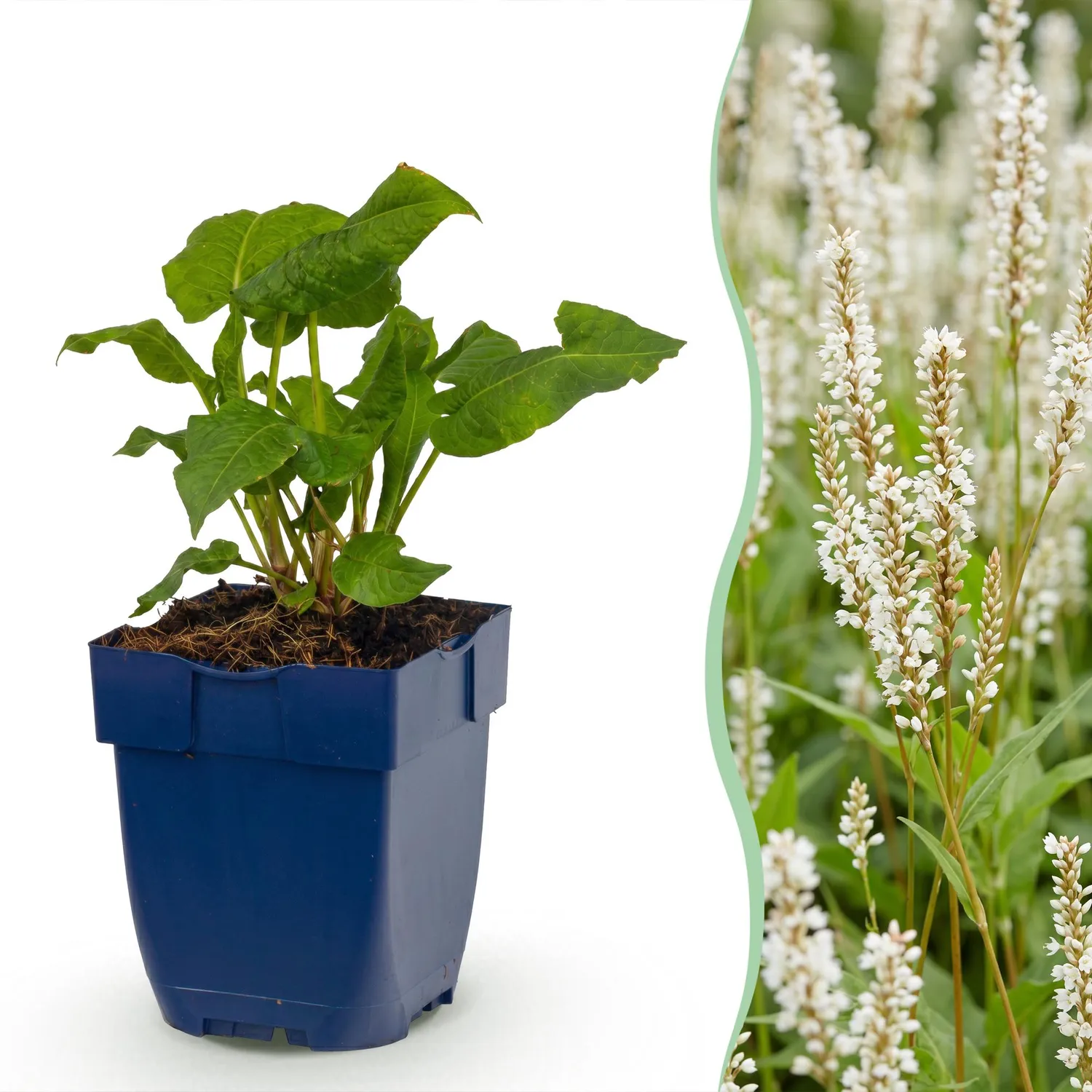Plant and Stories Alba renouée 1 plant blanc ombre