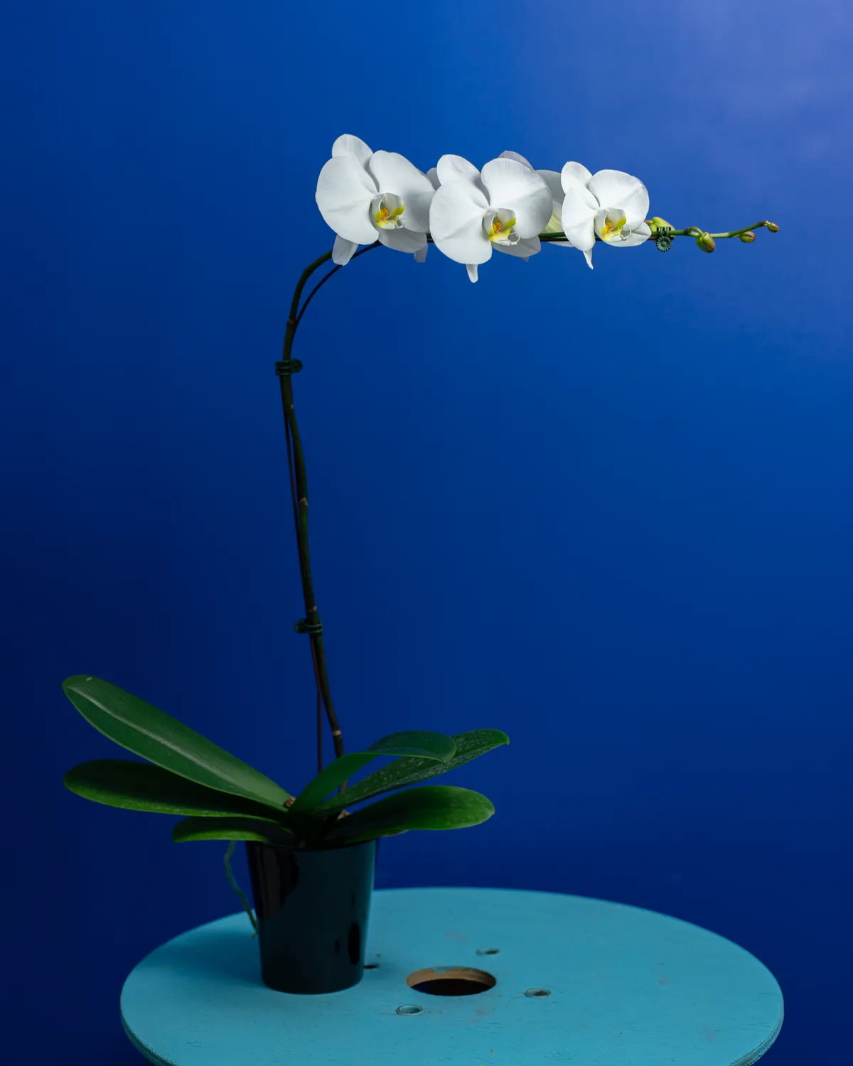 Orchidées de Prestige Brut Droit Blanc orchidée pot 12 cm